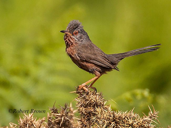 Dartford Warbler Robert Brown