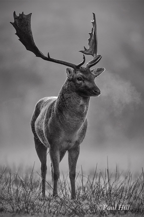 Nature_1_Fallow-Deer-Buck_Paul-Hill