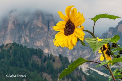 P1-2016_N_A-Dolomitian-Sunflower_Ralph-Browes