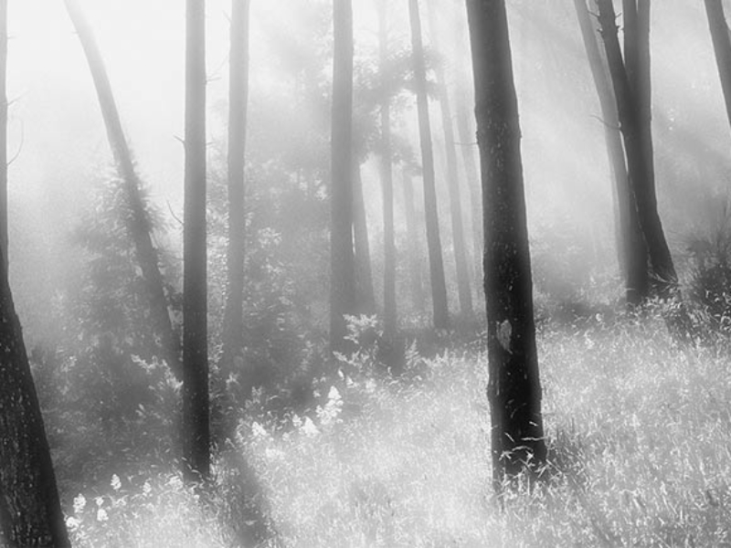 The-Glade-Tom-Seaton-WEB