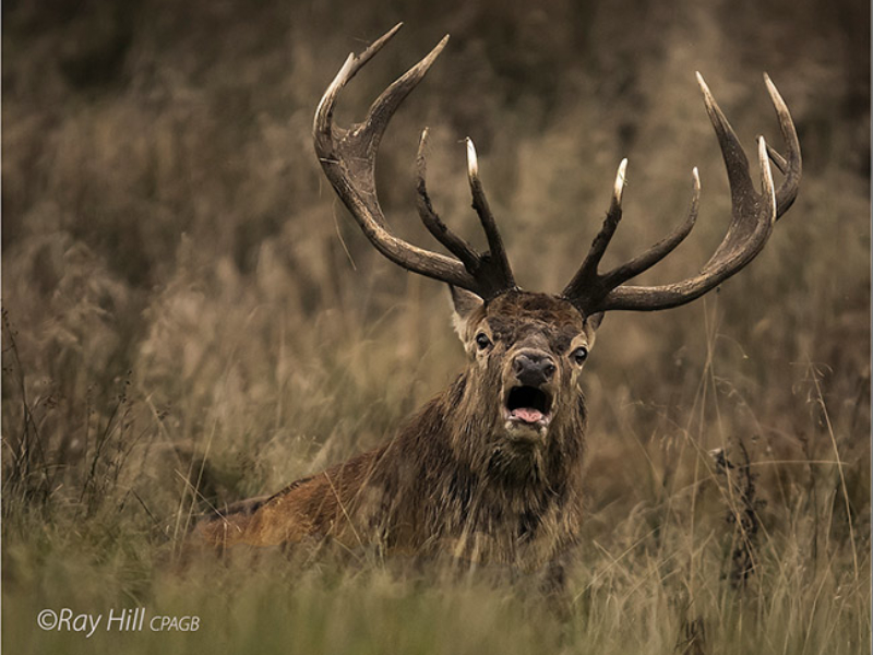 Ray-Hill—01_Male-Deer-Bellowing_N_24-(1)