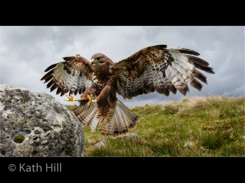 4_Kath Hill_Buzzard Landing_N_25_PDI12018_17-2
