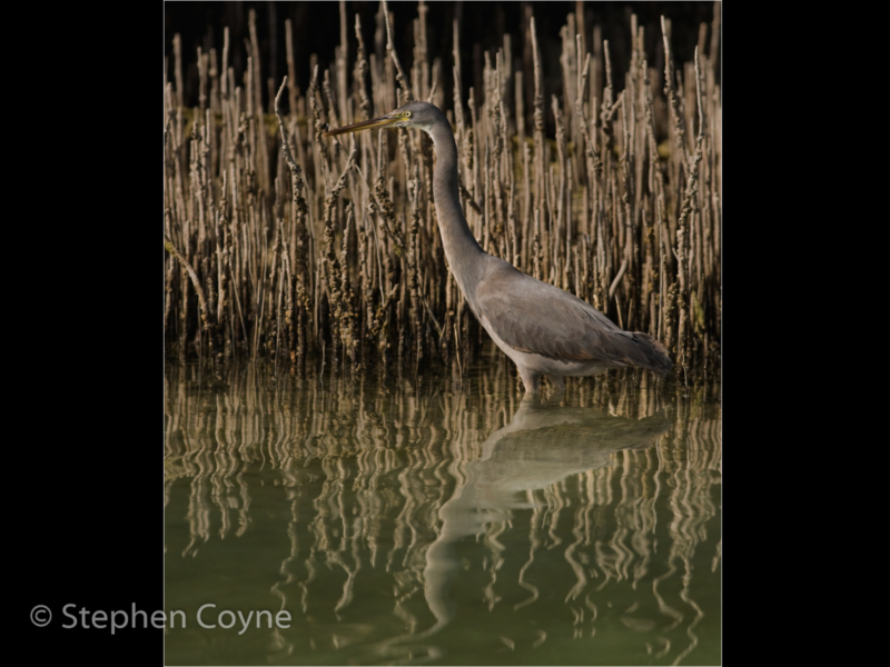 Stephen Coyne – 4_Hunting Reef Heron_N_38-2