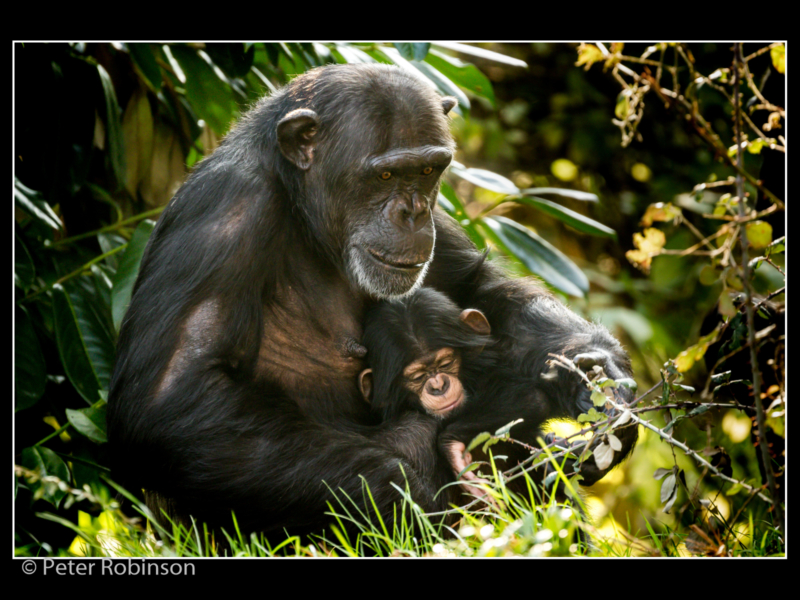 Peter Robinson – 5_Chimpanzee and Baby_N_19-2