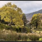 Tree Light by Mary Seaton