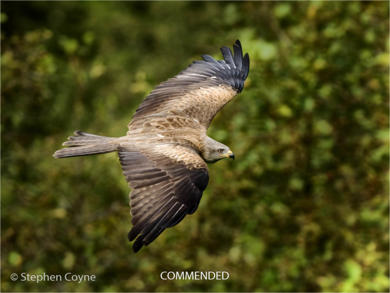 Stephen Coyne – 5_Black Kite in Flight_N_38-2-2