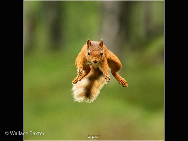 Wallace Baxter – 2_Jumping Squirrel_N_29-2