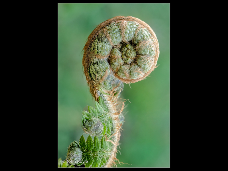 John Royle_Unfurling Dryopteris frond_N (17)-2