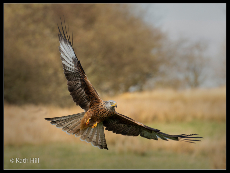 Kathleen Hill_Red Kite after Touch Down_N-2