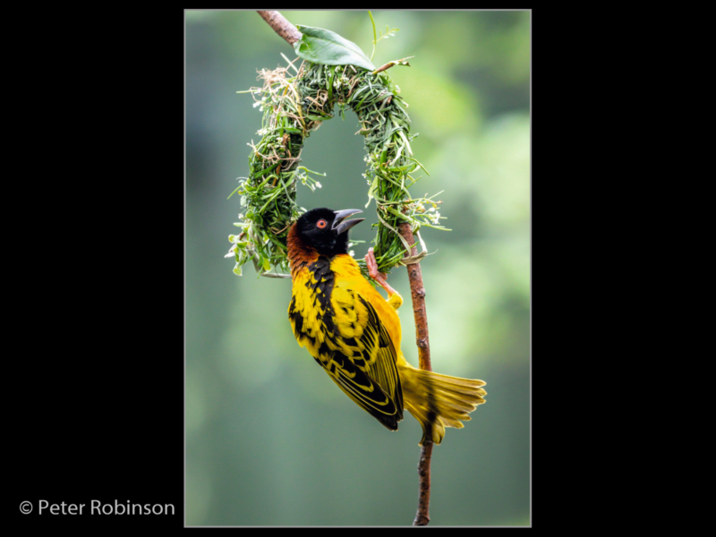 Peter Robinson_Weaver Bird Building Nest_N (17)-2