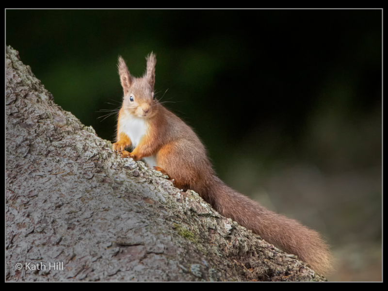 Kathleen Hill_Red Squirrel on Tree Trunk_N-2