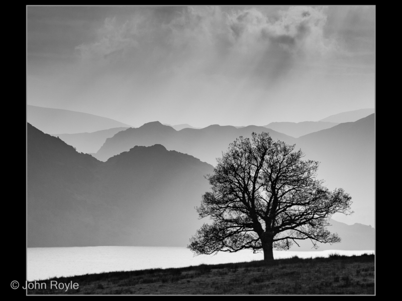 John Royle – 3_Lakeland Tree_M_33-2