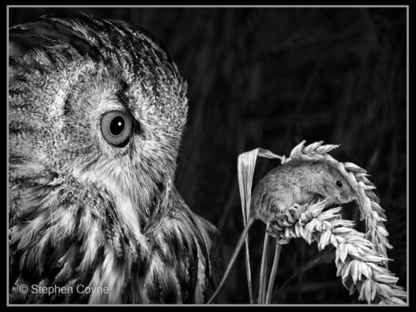 Stephen Coyne – 5_Eye on the Prize_M_38-2