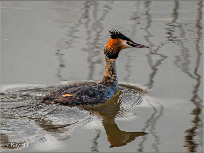 Ray Hill – 01_Male Grebe Looking for a Mate_N_24-2 – Copy
