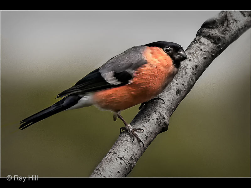 Ray Hill – 02_Bullfinch_N_24-2