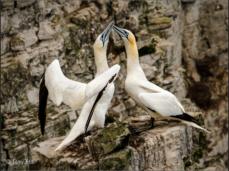 Ray Hill – 02_Gannets welcome_N_24-2