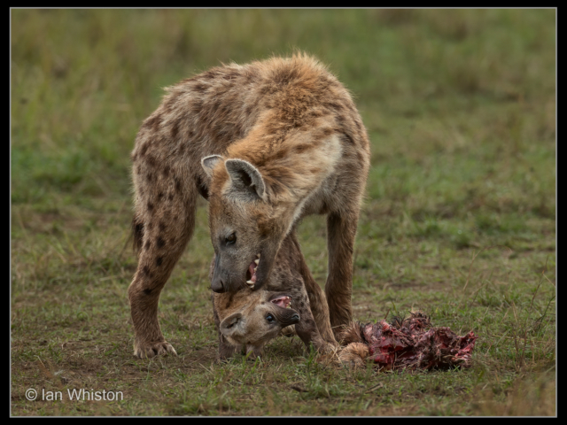 Ian Whiston – 2_Parent Hyena Rebuking Cub_N_26-2