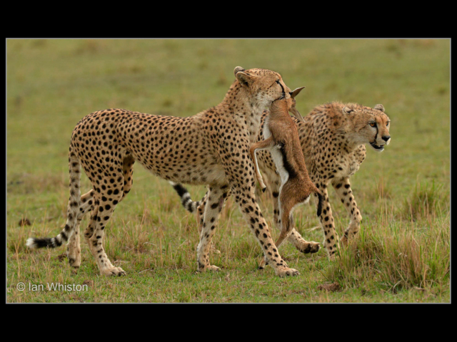 Ian Whiston – 01_Cheetahs Carrying Kill_N_26-2