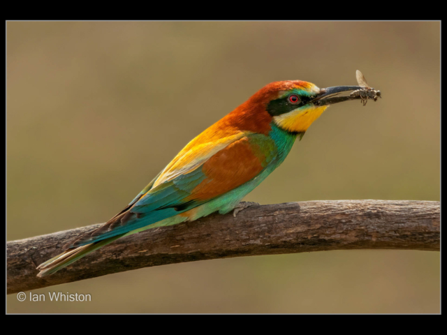 Ian Whiston – 02_Bee Eater with Catch_N_26-2