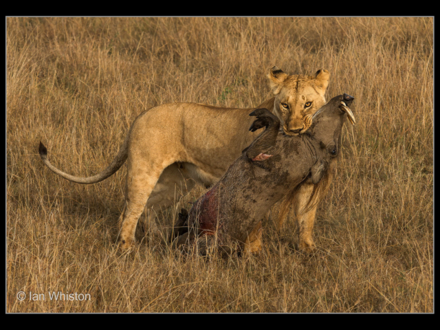 Ian Whiston – 03_Warthog Demise_N_26-2