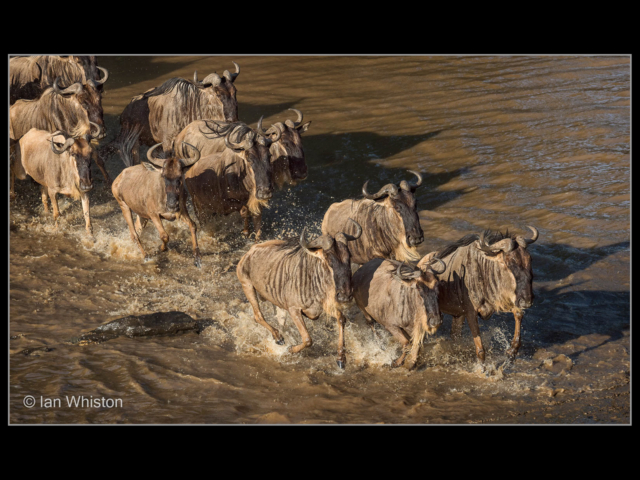 Ian Whiston – 02_Widebeest Crossing the Talek_N_26-2