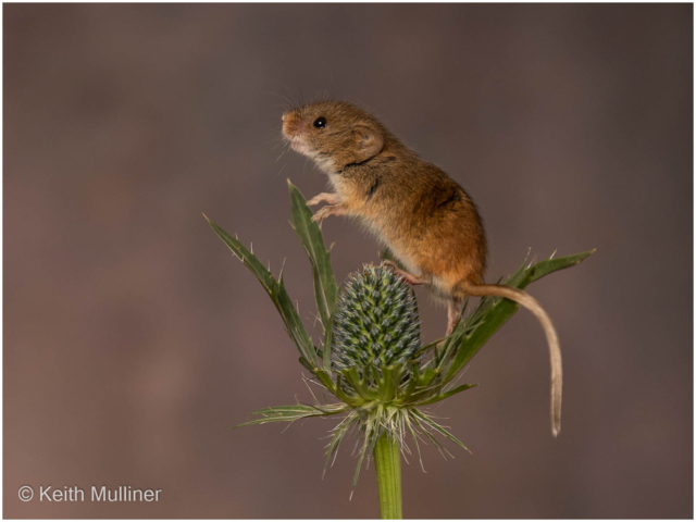 Keith Mulliner – 1_Harvest Mouse on thistle_N_15-2