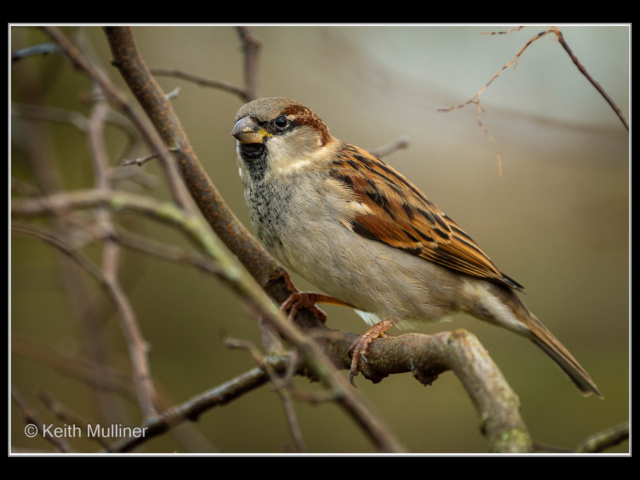 Keith Mulliner – 2_House Sparrow_N_15-2