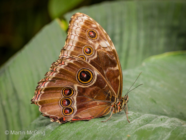 Martin McGing – 2_Owl Butterfly_N_28-2