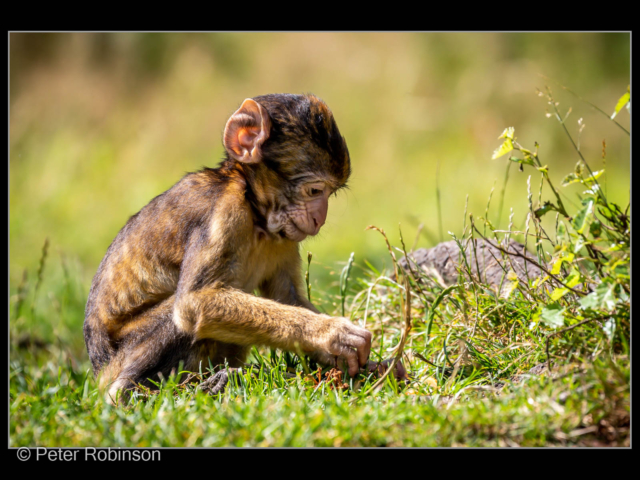 Peter Robinson – 5_ Young Barbary Macaque_N_19-2