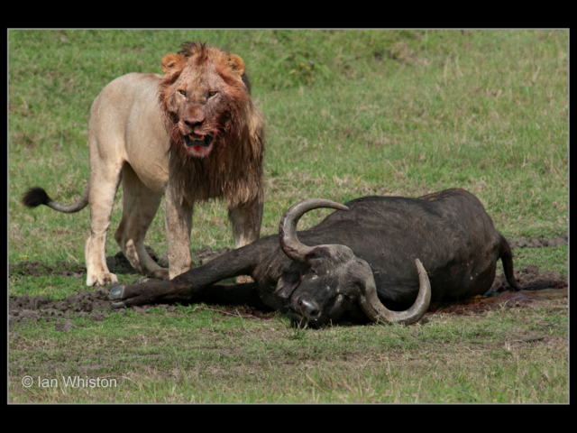 Ian Whiston – 02_Lion Standing Guard Over Buffalo_N_26-2