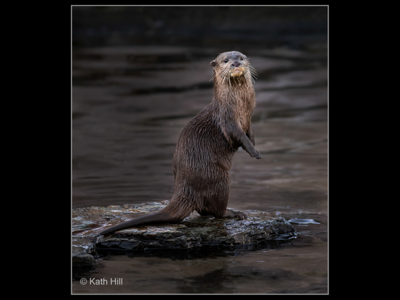 Kath Hill – 02_European Short Clawed Otter_N_25-2