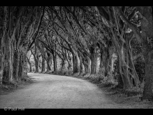 Paul Hill 6_Holm Oak avenue_M_11-2