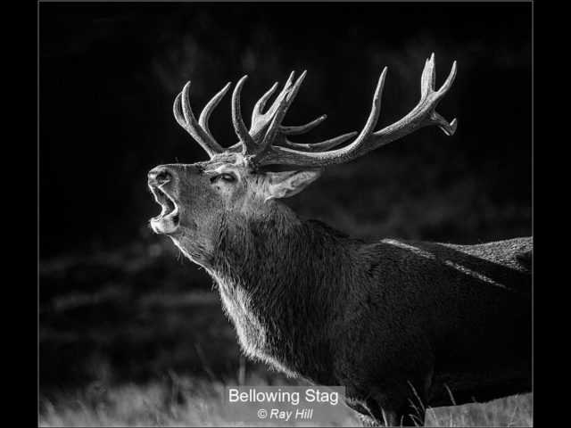 Bellowing Stag_Ray Hill