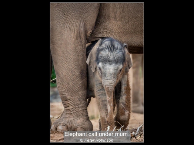 Elephant calf under mum_Peter Robinson