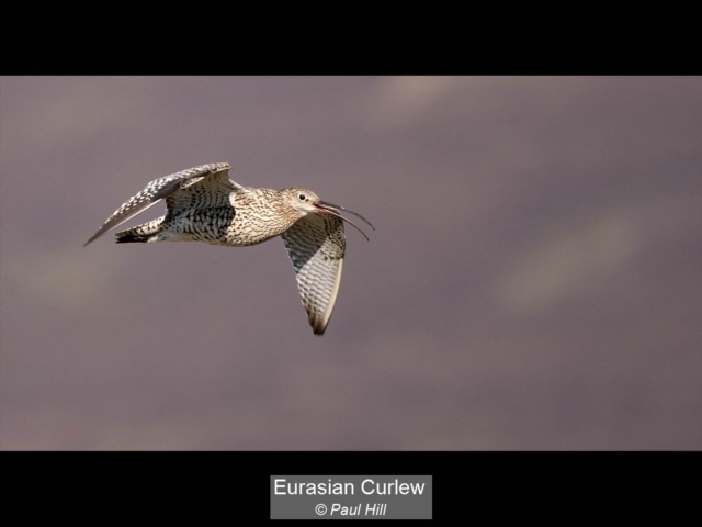 Eurasian Curlew_Paul Hill