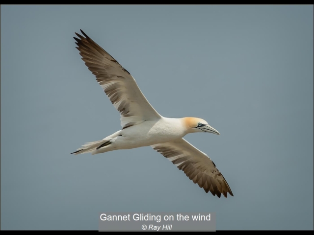 Gannet Gliding on the wind_Ray Hill