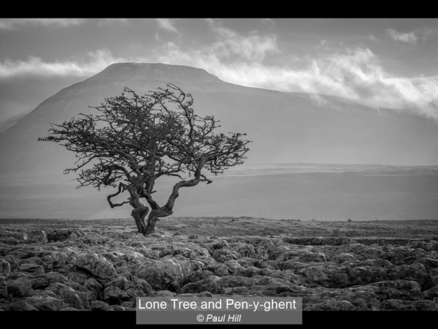Lone Tree and Pen-y-ghent_Paul Hill