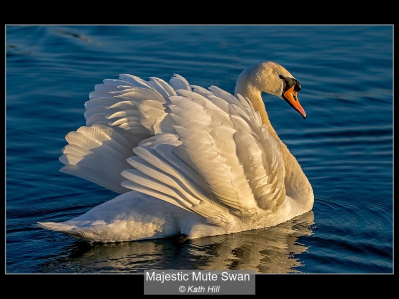 Majestic Mute Swan_Kath Hill