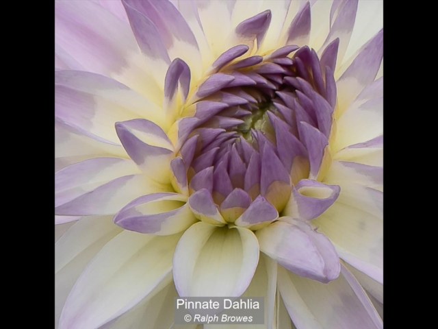 Pinnate Dahlia_Ralph Browes