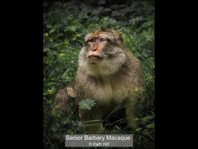 Senior Barbary Macaque_Kath Hill