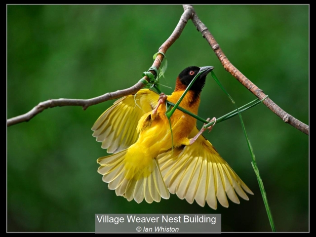 Village Weaver Nest Building_Ian Whiston