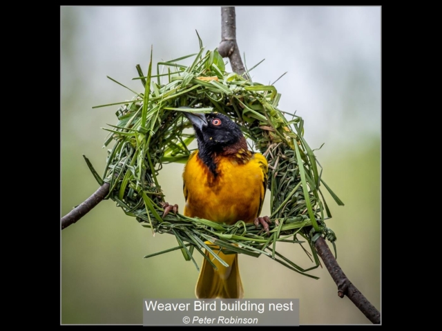Weaver Bird building nest_Peter Robinson
