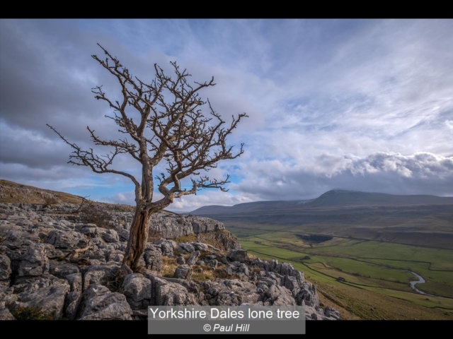 Yorkshire Dales lone tree_Paul Hill
