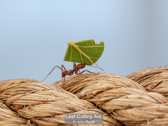 03_Leaf-Cutting Ant_John Royle