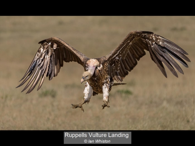 10_Ruppells Vulture Landing_Ian Whiston