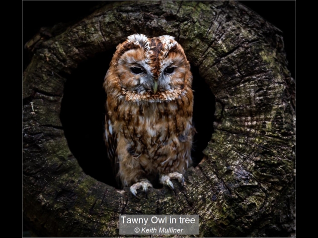 12_Tawny Owl in tree_Keith Mulliner