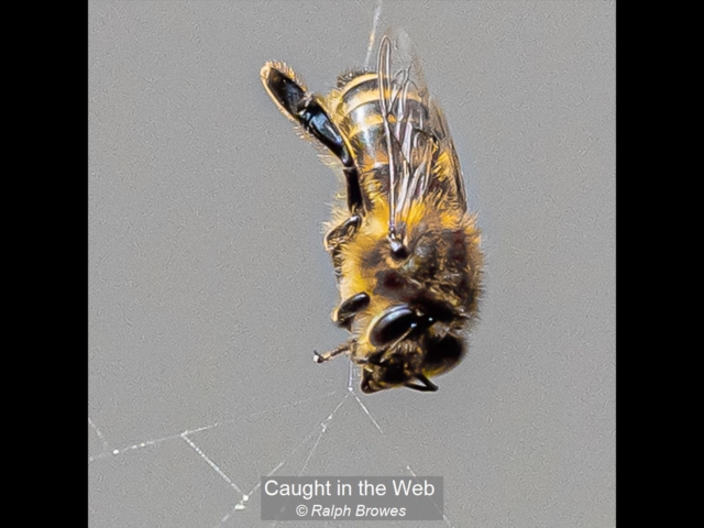 13_Caught in the Web_Ralph Browes
