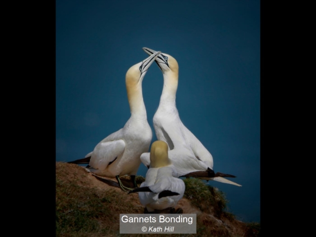 15_Gannets Bonding_Kath Hill