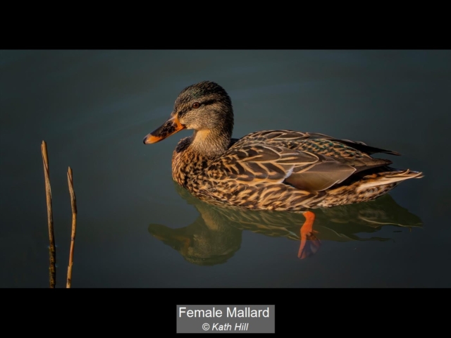 02_Female Mallard_Kath Hill