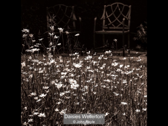 04_Daisies Wollerton_John Royle